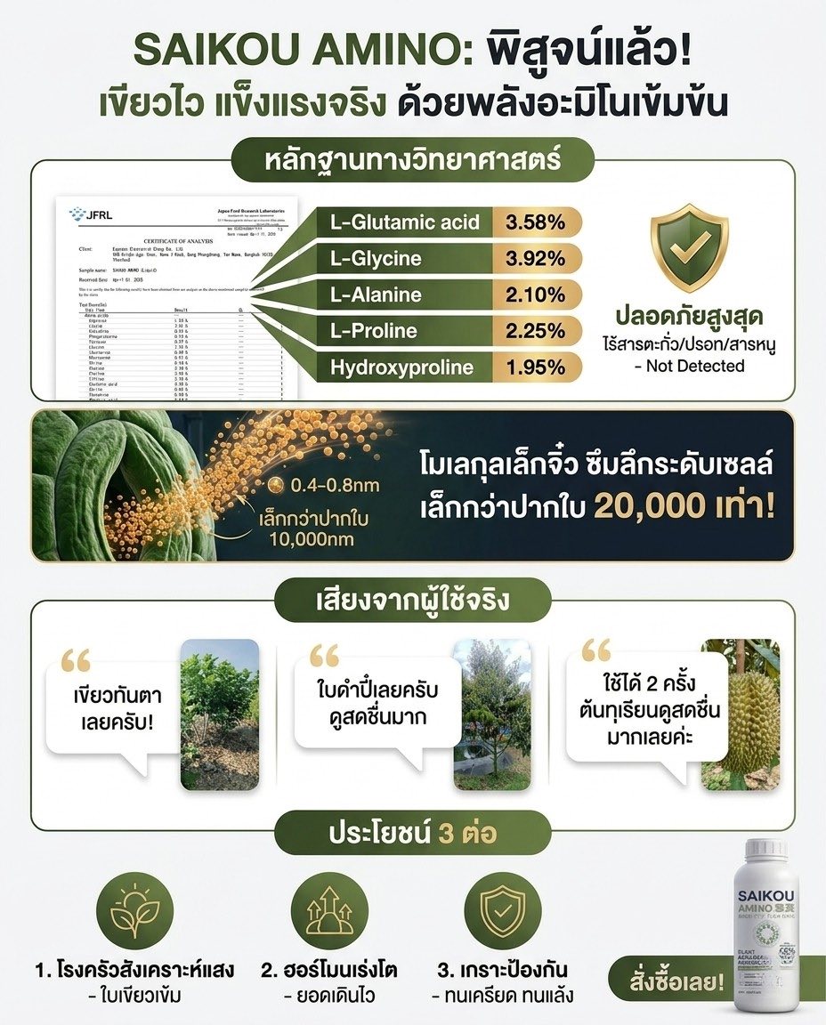 Saikou AMINO Thailand Facebook ad: เขียวทันใจใน 24 ชม.!