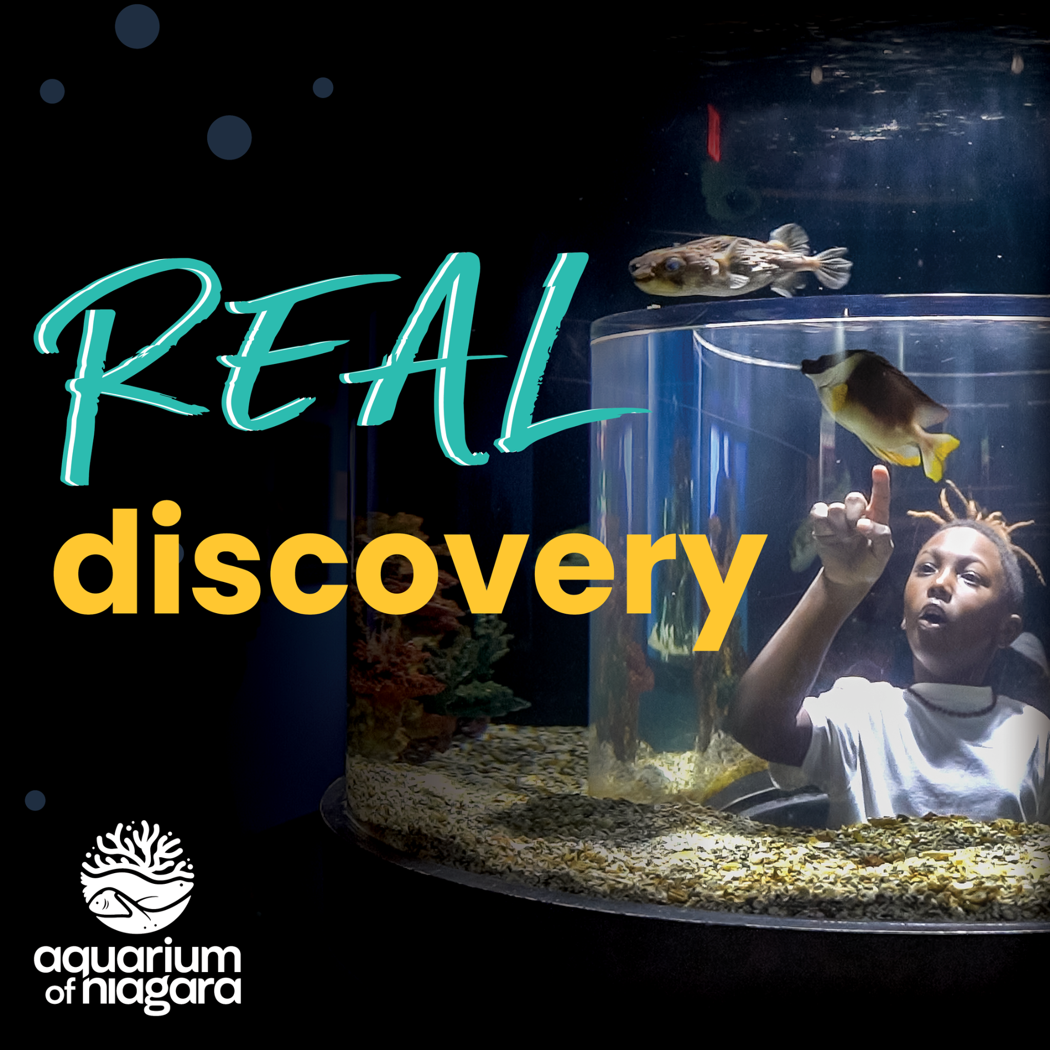 Aquarium of Niagara Facebook ad: Immersive exhibits, playful animals, and an underwater…