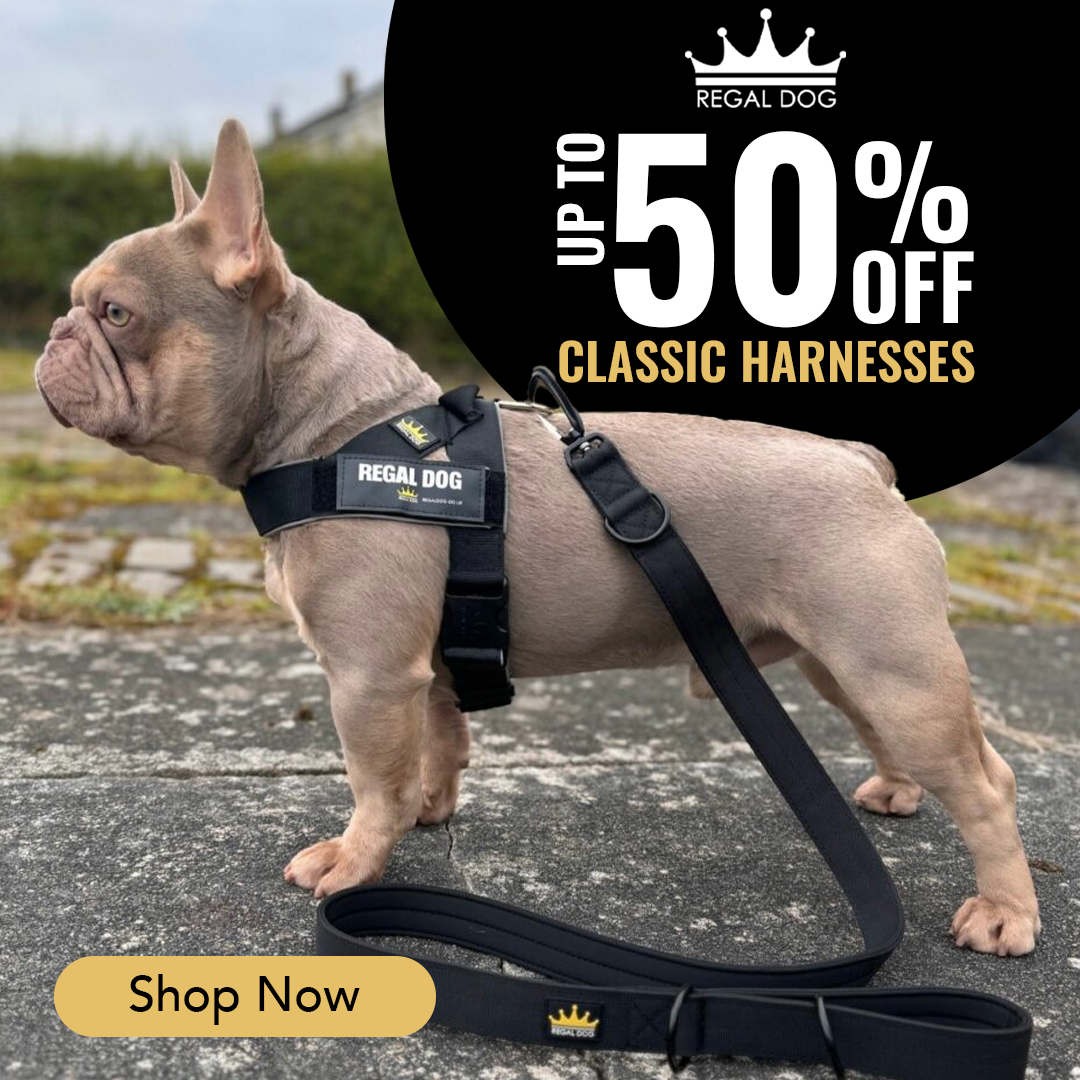 REGAL DOG Facebook ad