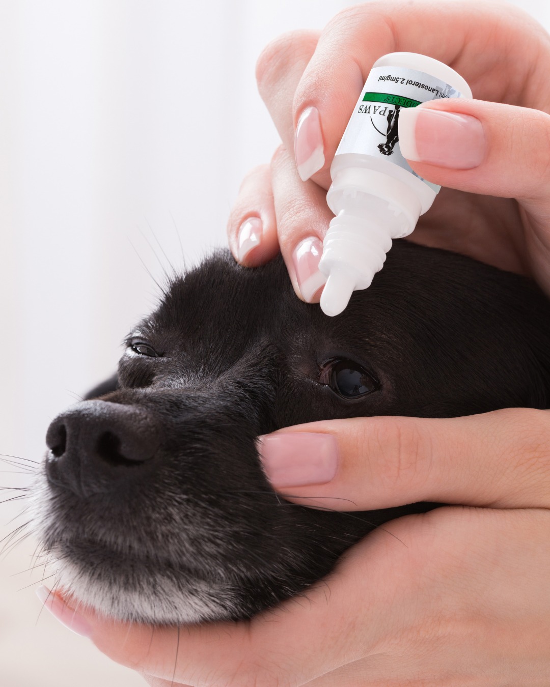 Plush Paws Products Facebook ad: Notice your dog struggling with eye irritation or…