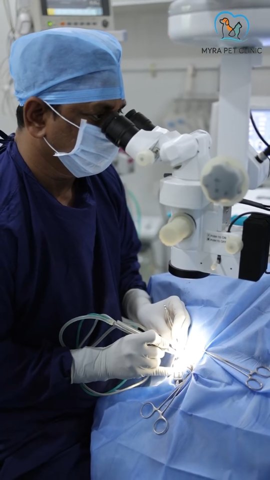 Myra Pet Clinic & Surgery Centre Facebook ad: From Cataract Diagnosis To Surgical Care.
