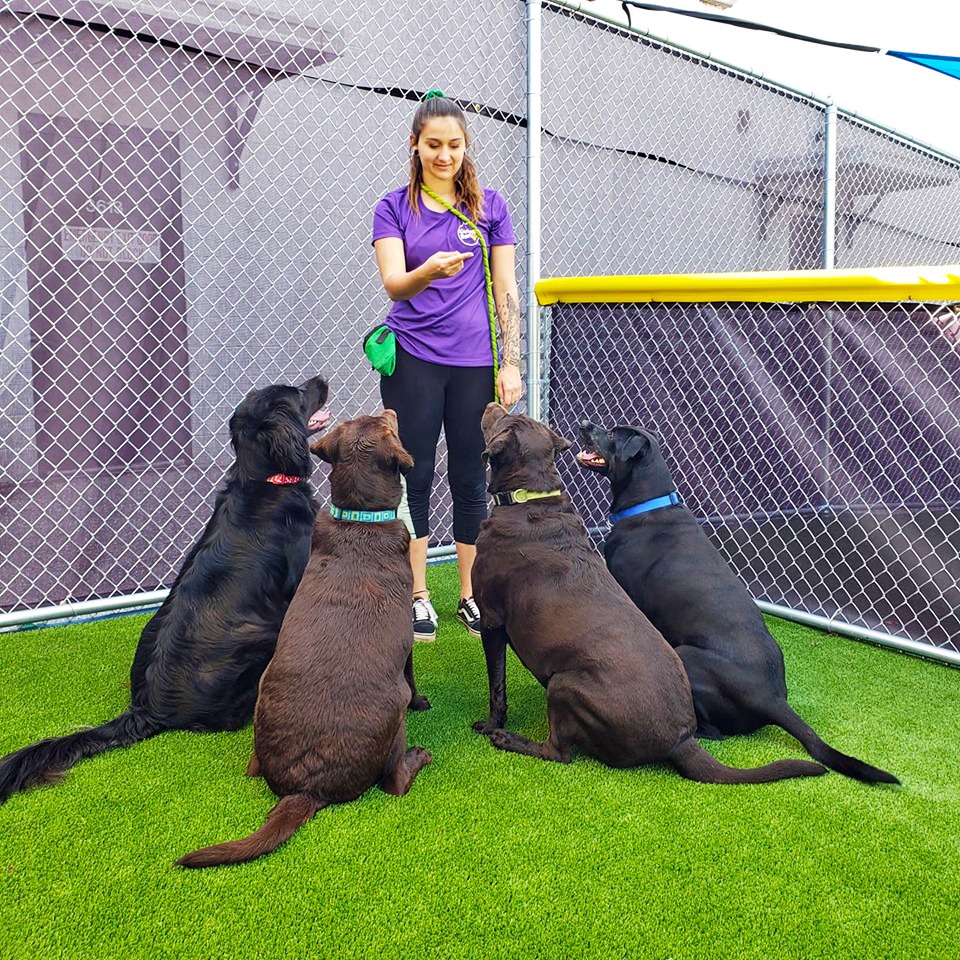 Central Bark Asheville Facebook ad: Central Bark Asheville - Doggy daycare, boarding, grooming…