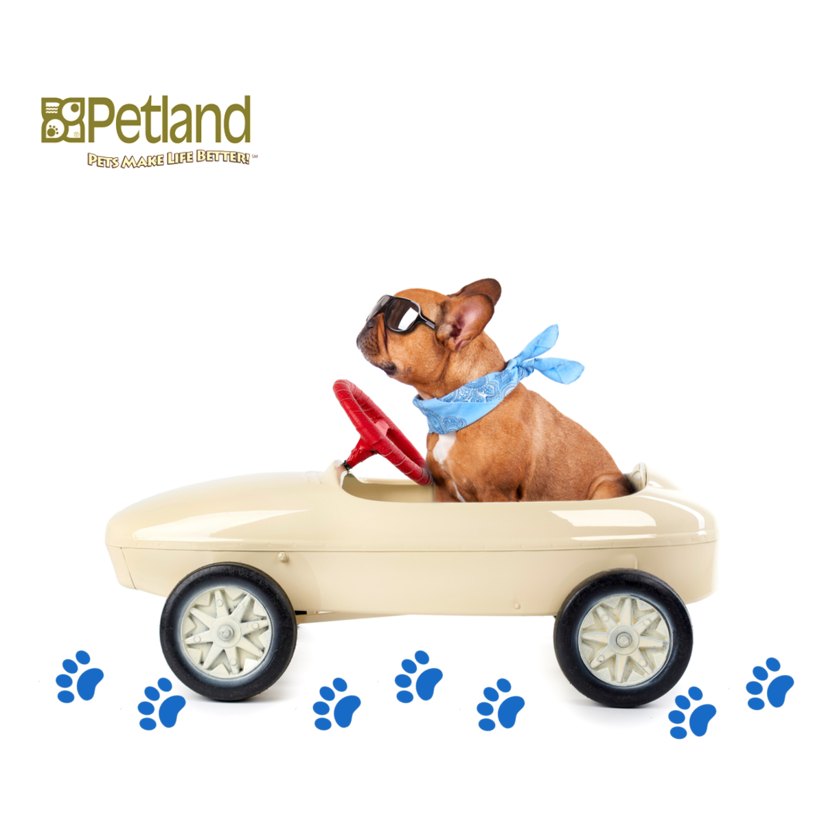 Petland Knoxville Facebook ad: Stop in Today & meet our friendly, knowledgeable…