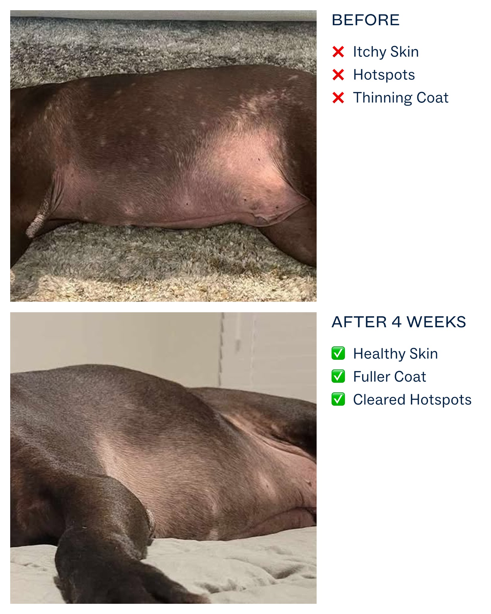 Dog is Human Facebook ad