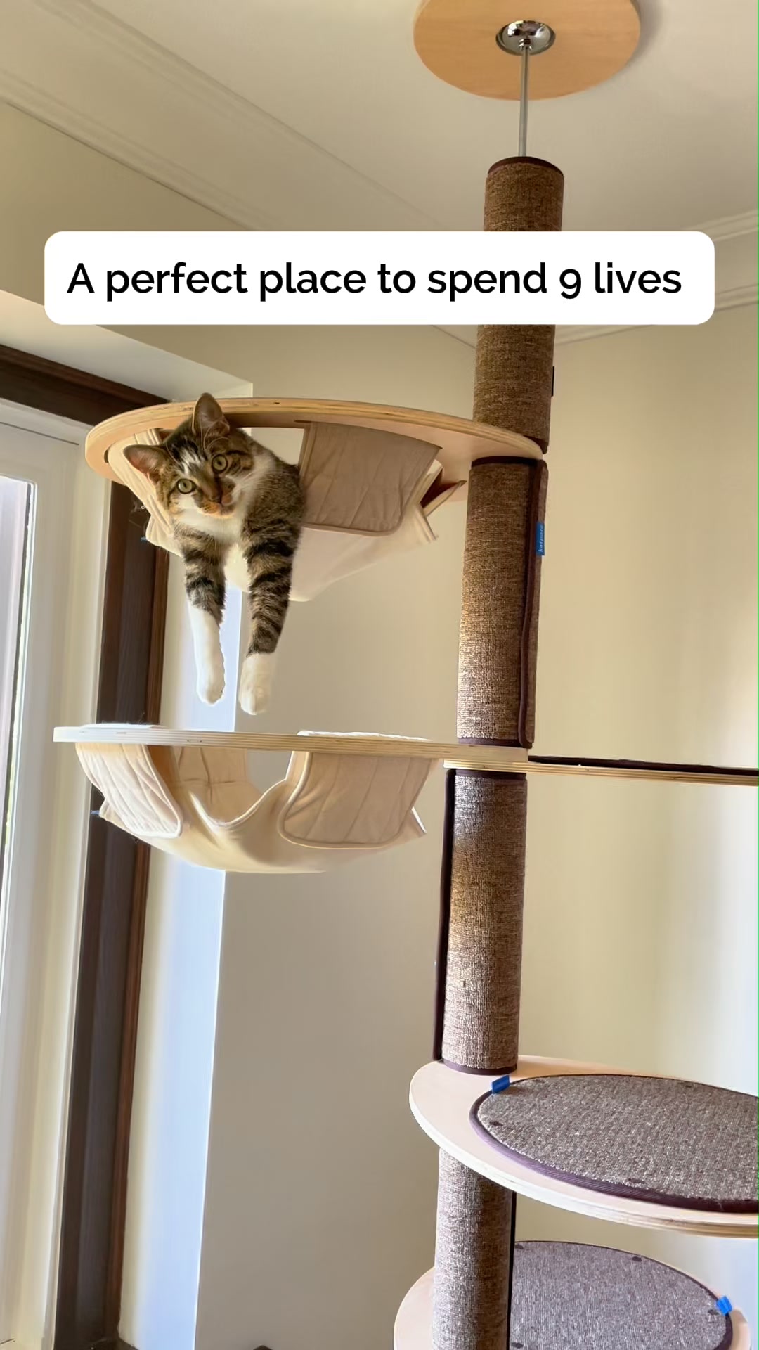 Katpole Cat Furniture Facebook ad: Why Regular Cat Trees Fail Maine Coons