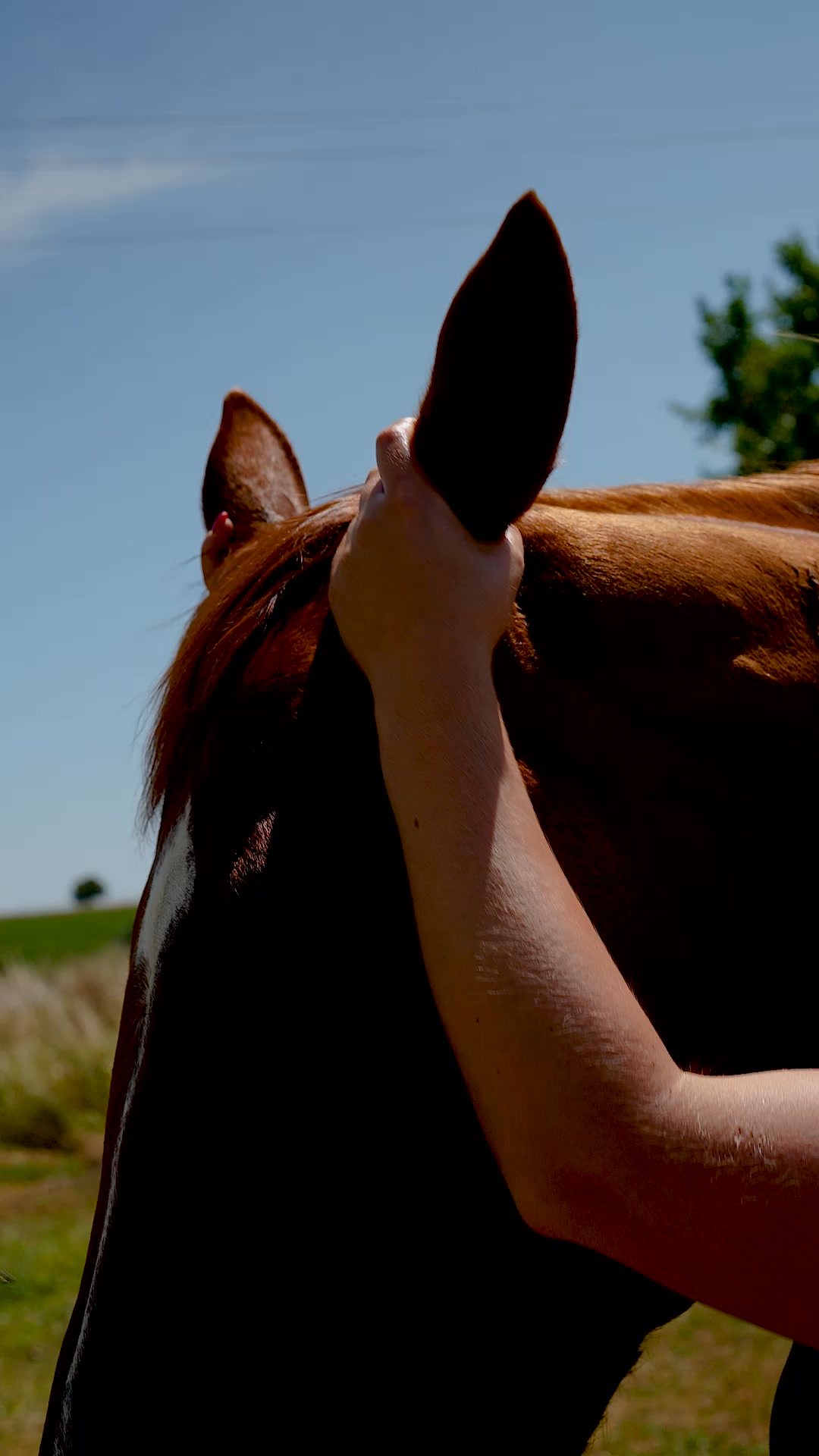 Cura naturale Facebook ad: Huile répulsive cheval