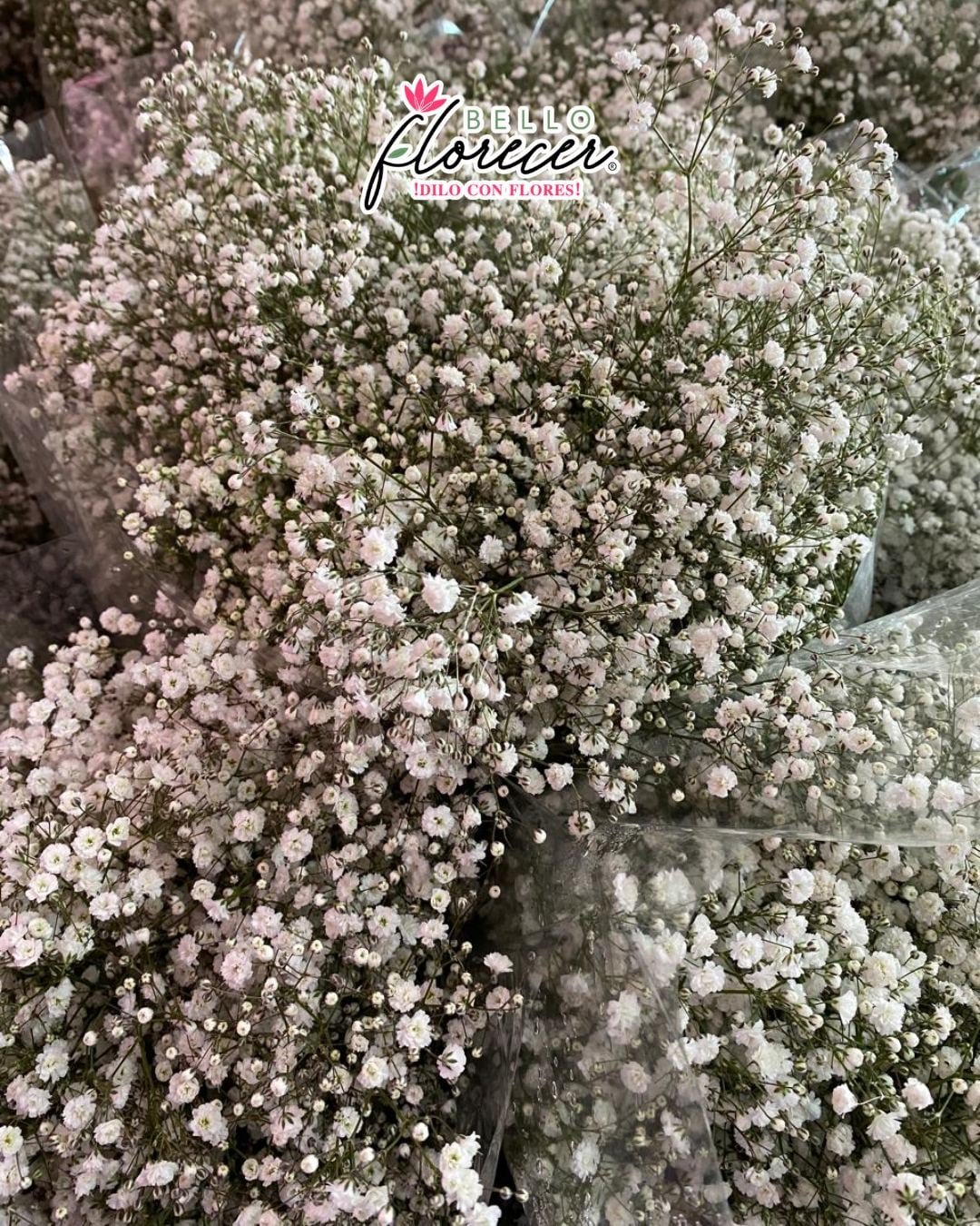 Eduardo Acacio Pedroza Facebook ad: Flores De Todo Tipo! (Menudeo y Mayoreo) Bello Florecer…