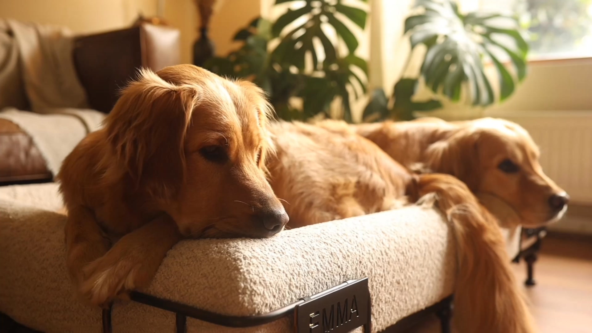 Donna's Pet Boutique Facebook ad: Cuida y protege sus articulaciones y su descanso con la…