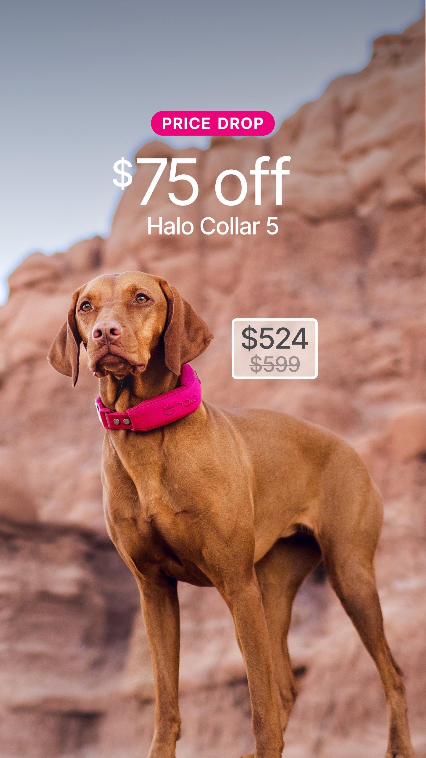 Halo Collar Facebook ad
