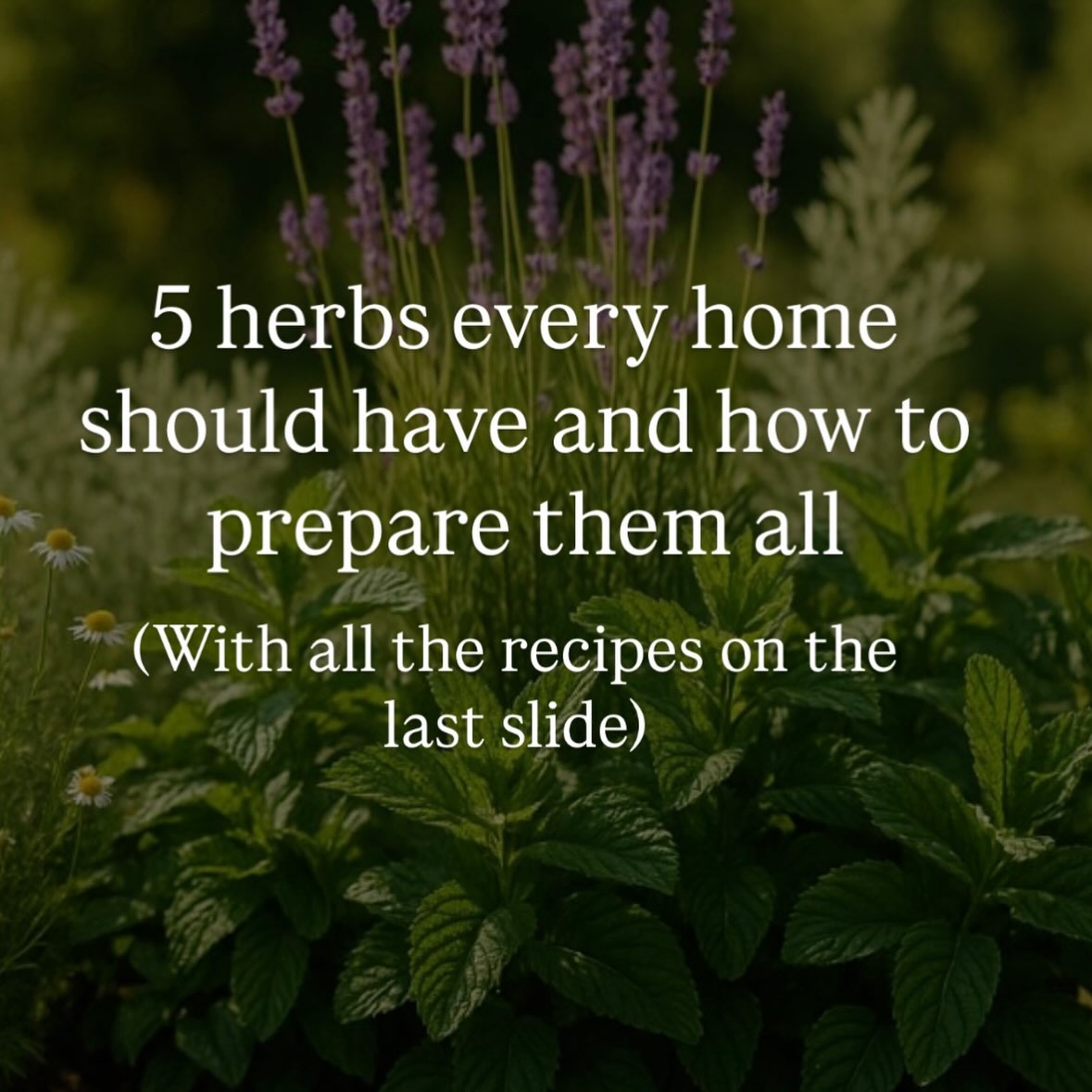 Pachamama Medicina Facebook ad: I speak a lot about these specific herbs…