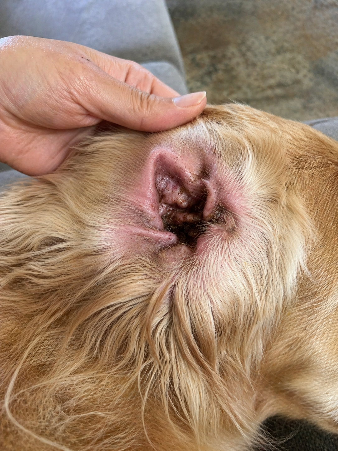Rafitheminiaussie Facebook ad: Gentle Ear Cleaning for Happy, Healthy Pets with Uproot…
