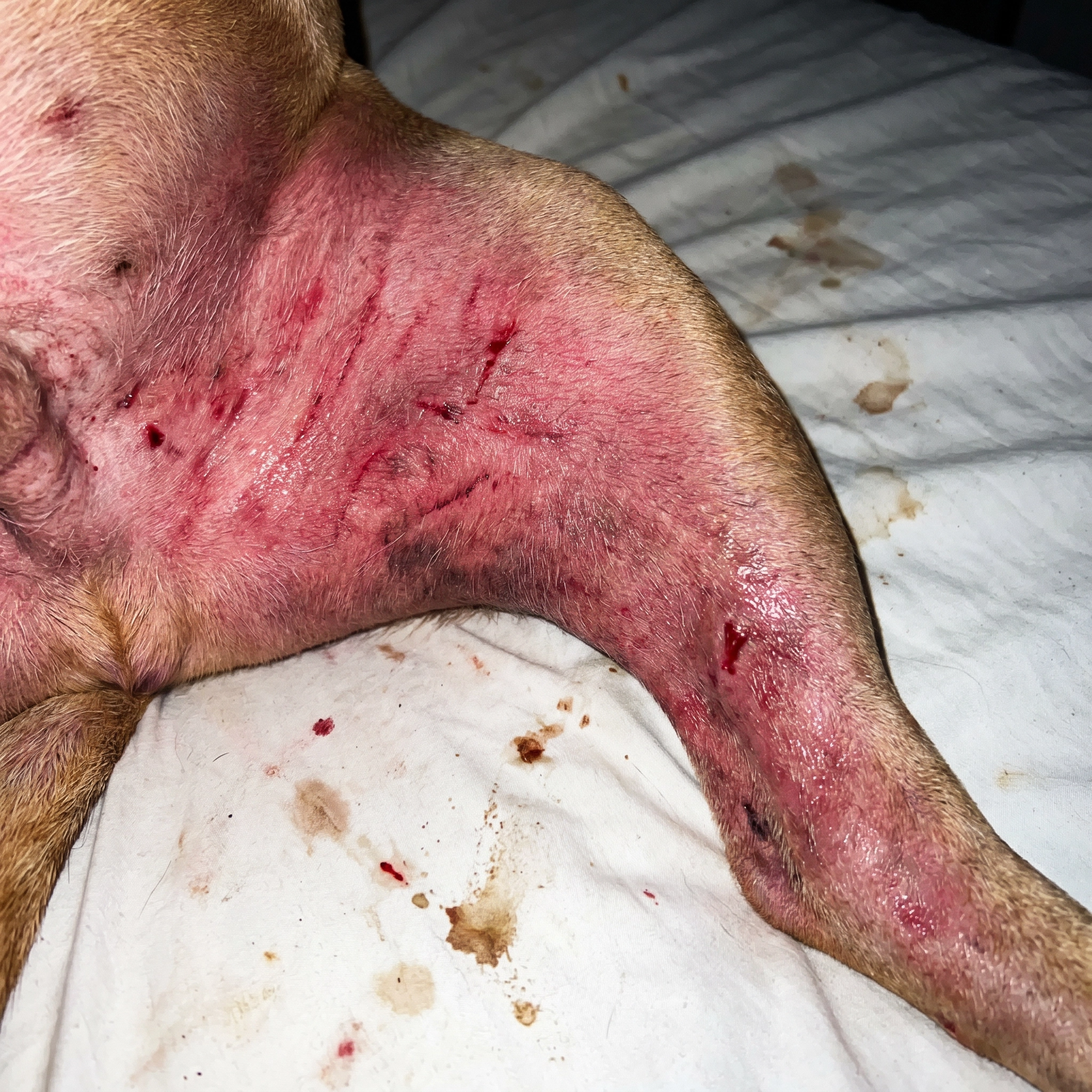 Healthy Dog Journal Facebook ad: Don't Blame Allergies, Rebuild The Skin Barrier