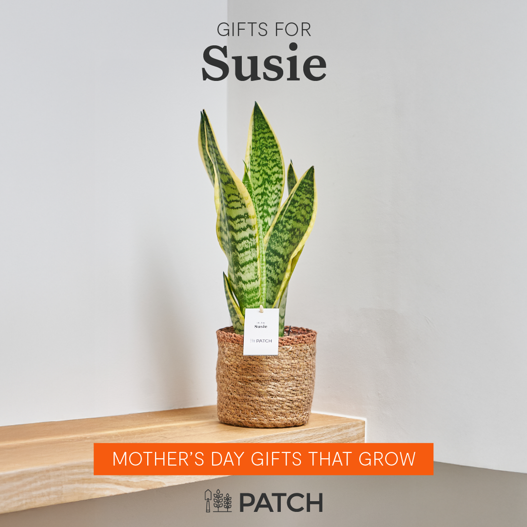 Patch plants Facebook ad