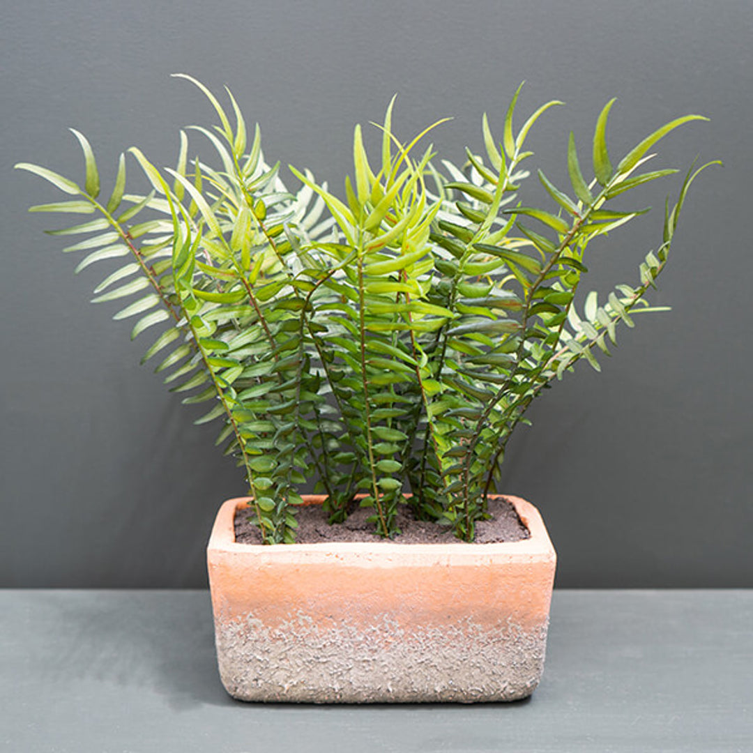 Madison & Mayfair Facebook ad: Looking to elevate your space this summer?