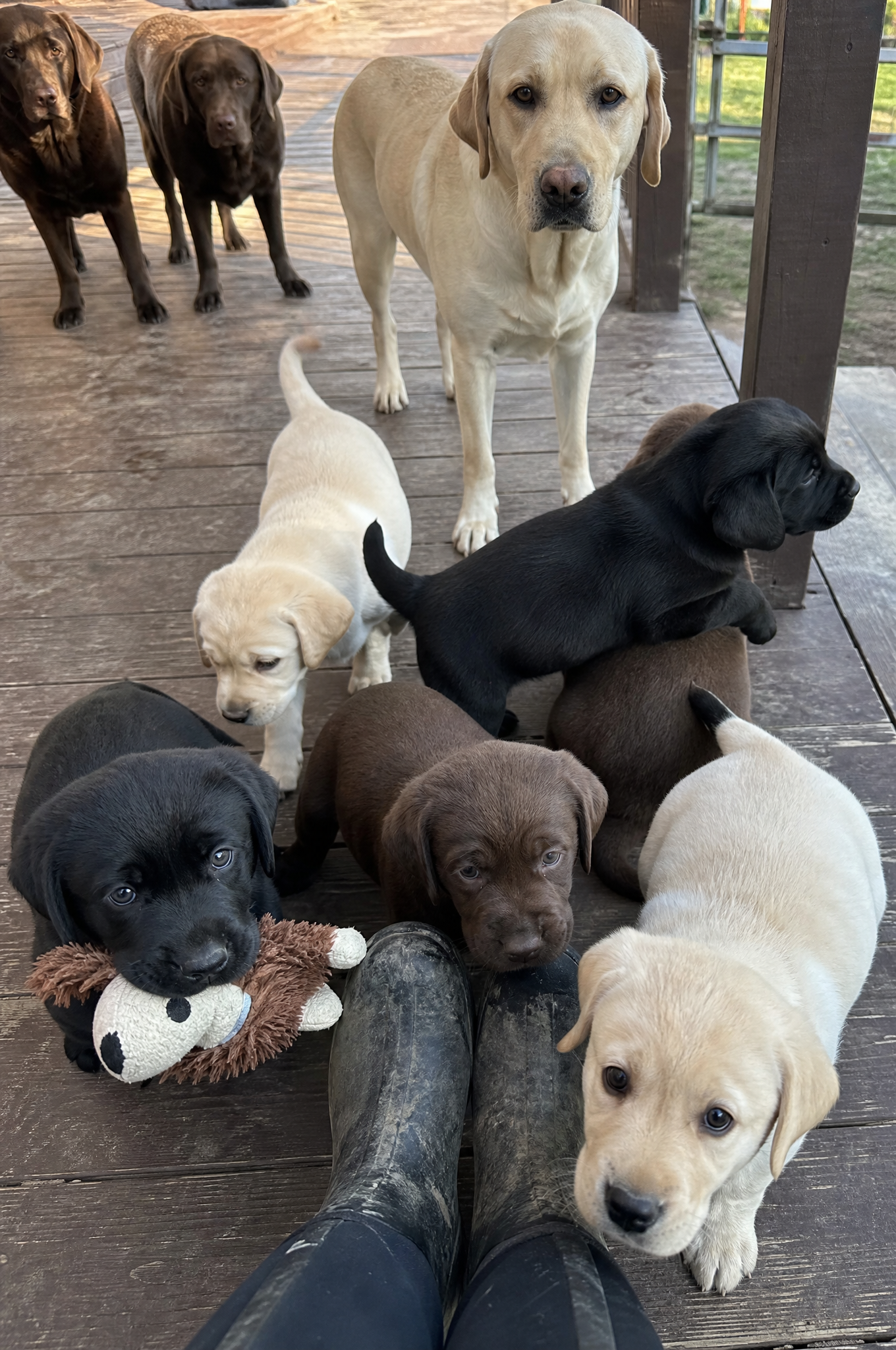 Dog Training Tips & Support Facebook ad