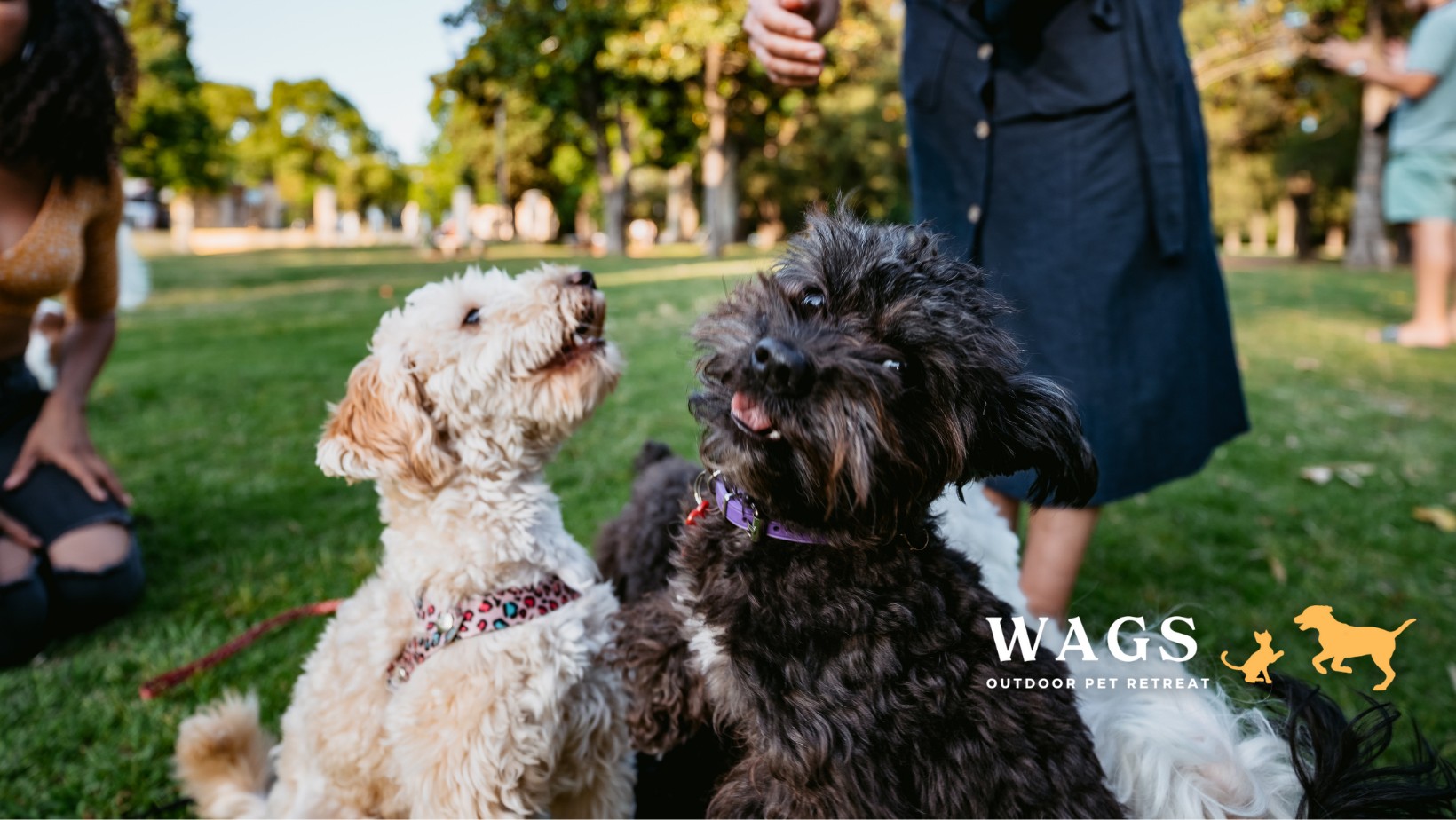 Wags Pet Retreat Facebook ad: We're an outdoor safe-haven for pets to stay…