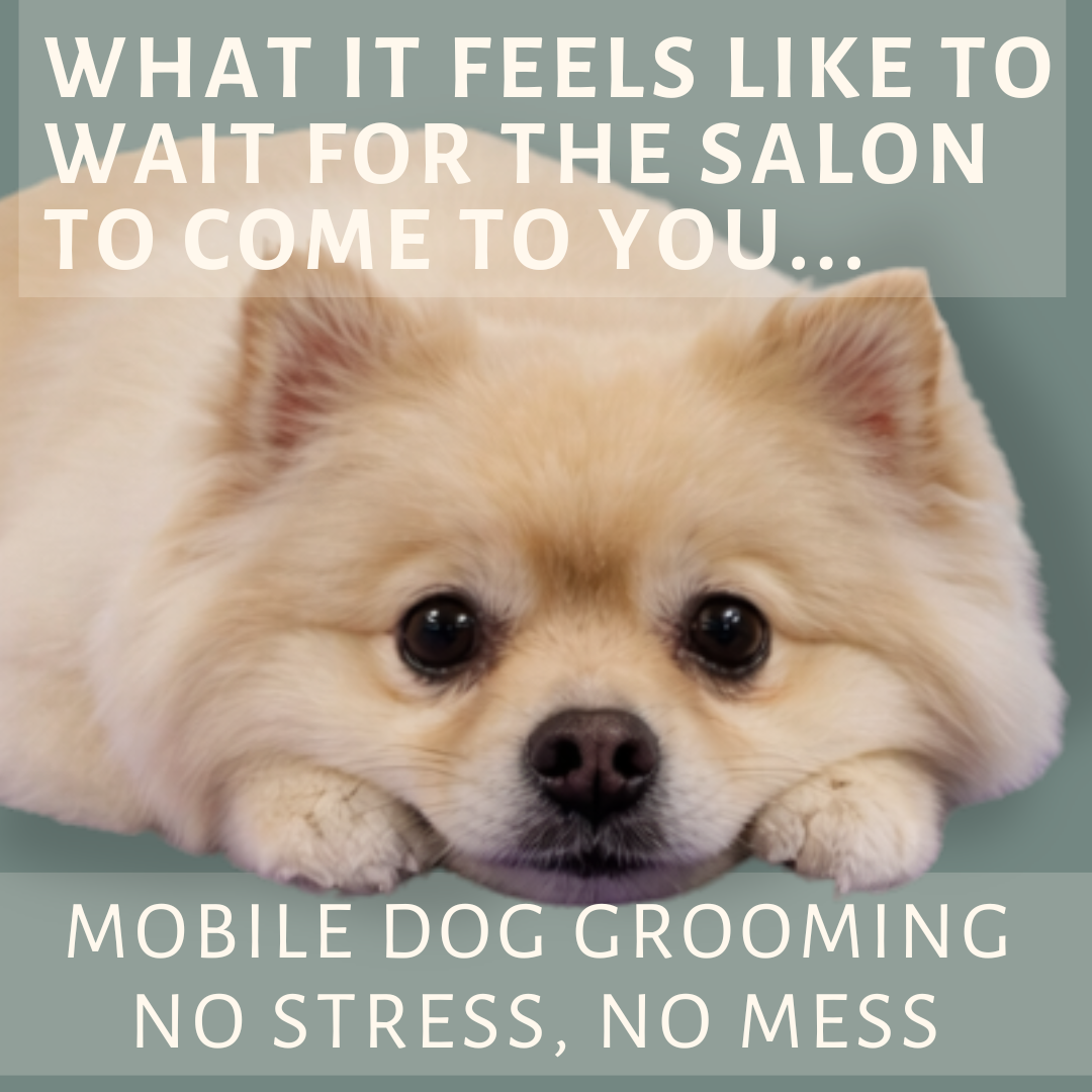 DK Pet Spa mobile dog grooming Facebook ad: Sit. Stay. Relax