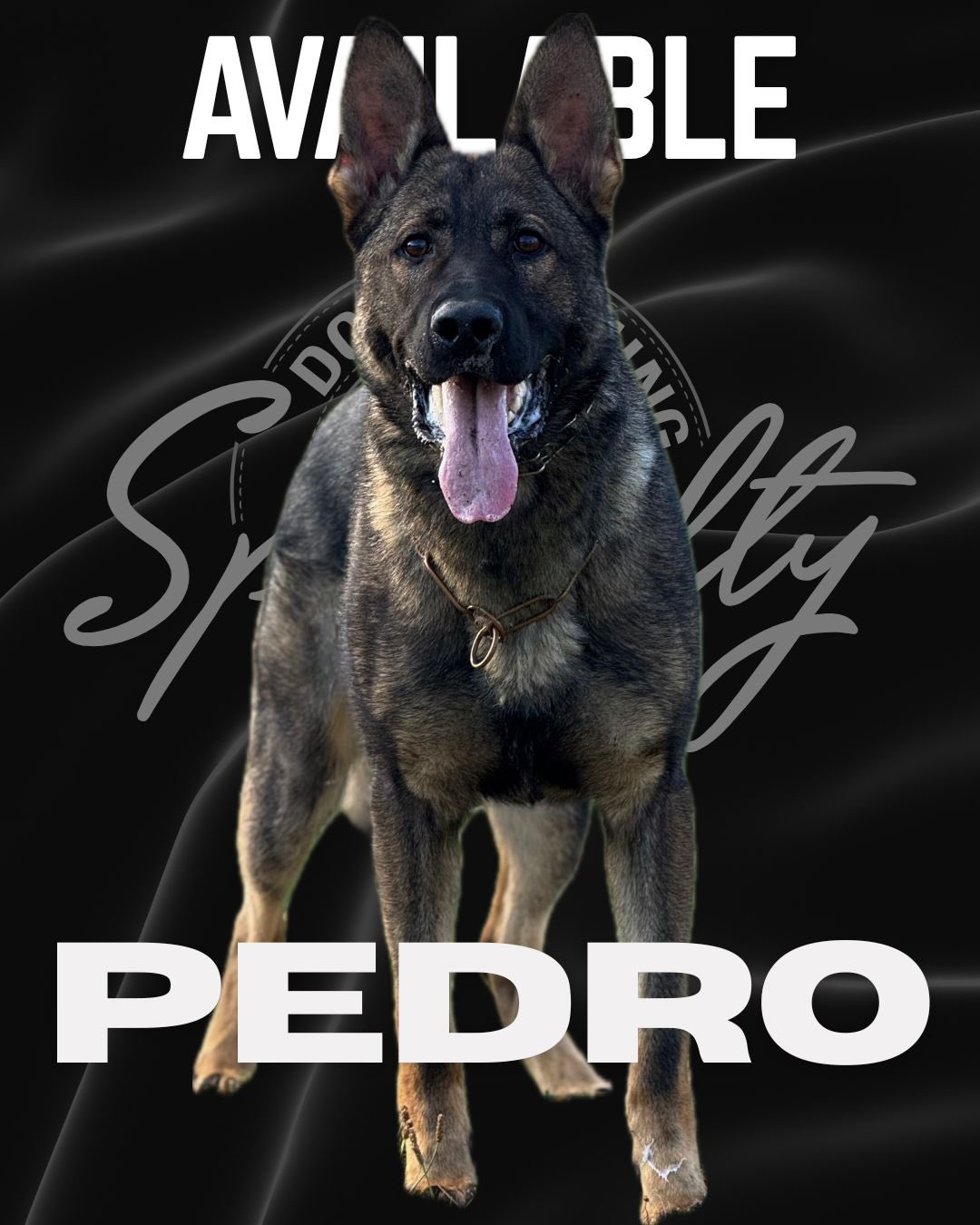 Specialty Dog Training Facebook ad: Pedro is an outstanding protection companion with a…