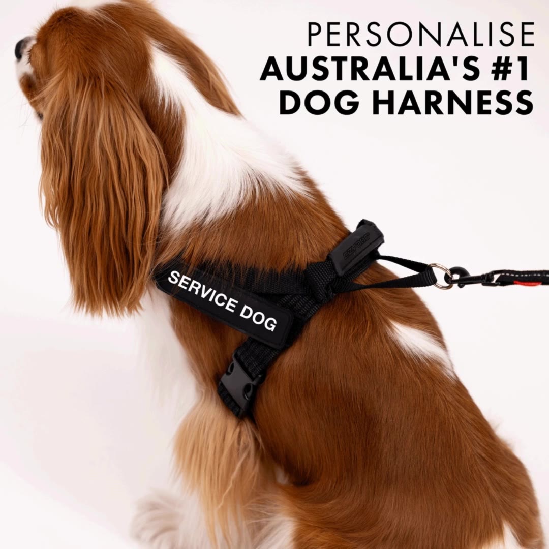 EzyDog Facebook ad from Jul 14, 2025