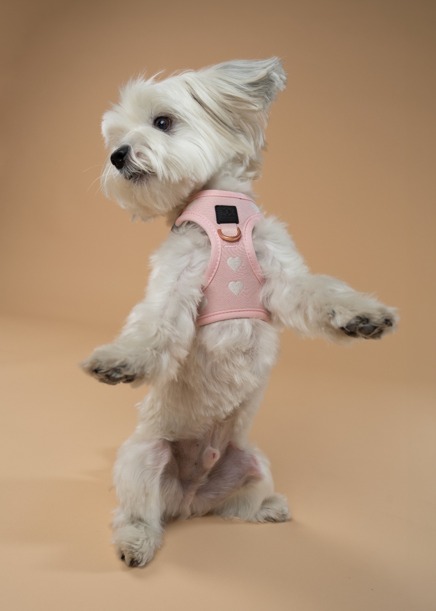 Dogistry Facebook ad
