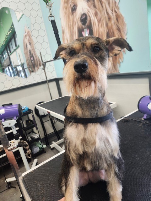 Pet Supplies Plus - Pearland, TX Facebook ad: Is your pup in need of a pampering…