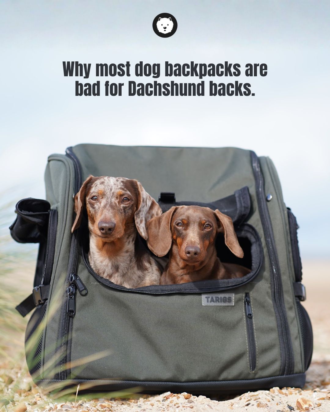 TARIGS Facebook ad: Short legs, long back.