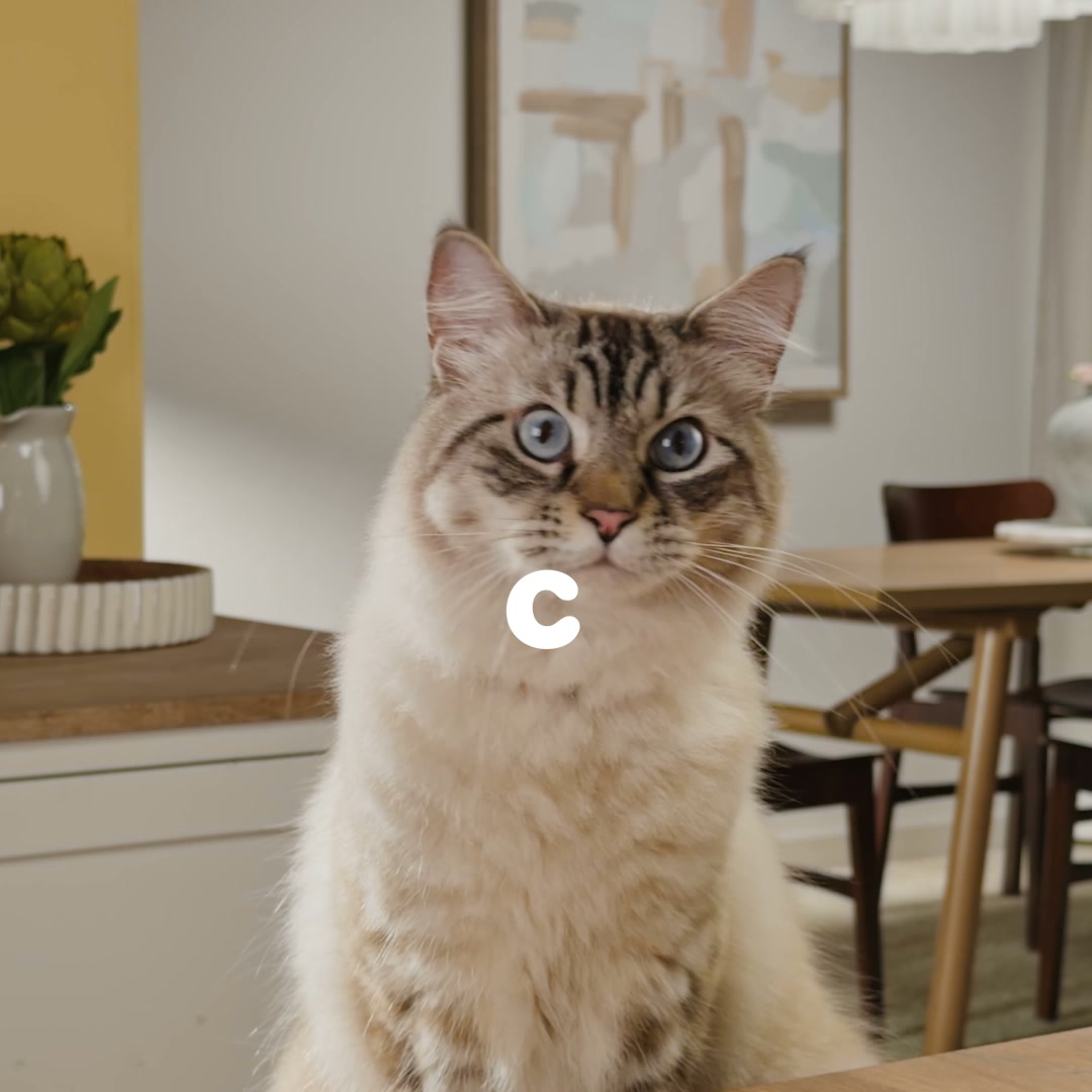 Chewy Facebook ad: More ways to delight your cat