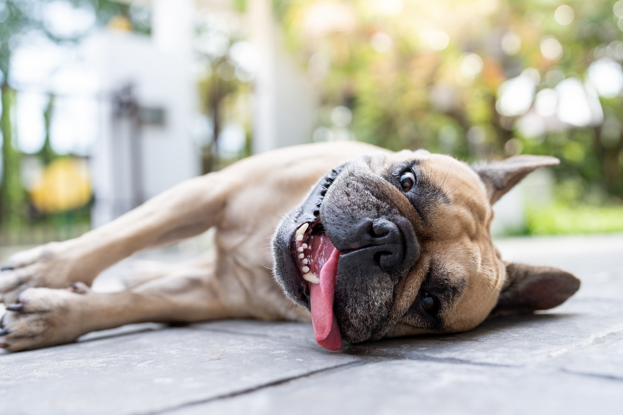 PetMD Facebook ad: 10 Dog Breeds That Can’t Tolerate the Summer Heat | PetMD