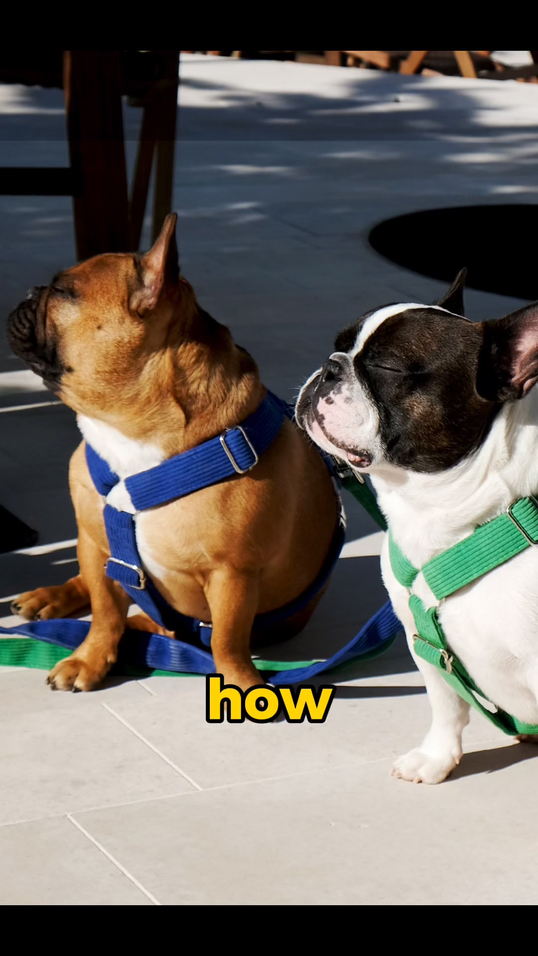 Le Noof Facebook ad: The real story behind #1 rated dog orthopedic bed!