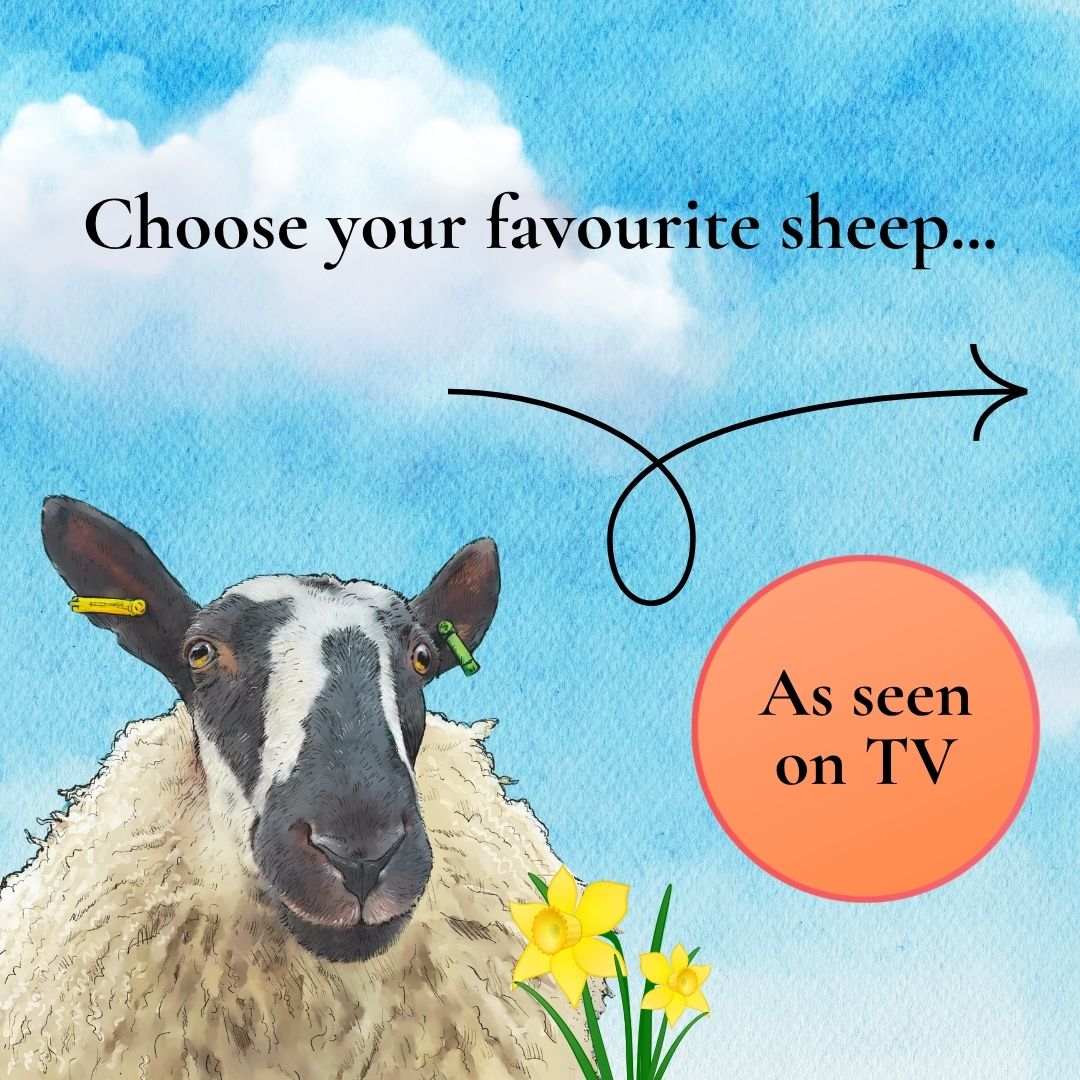 Grace Olson - Author Facebook ad: Meet the sheep in Grace’s heartwarming children's books…