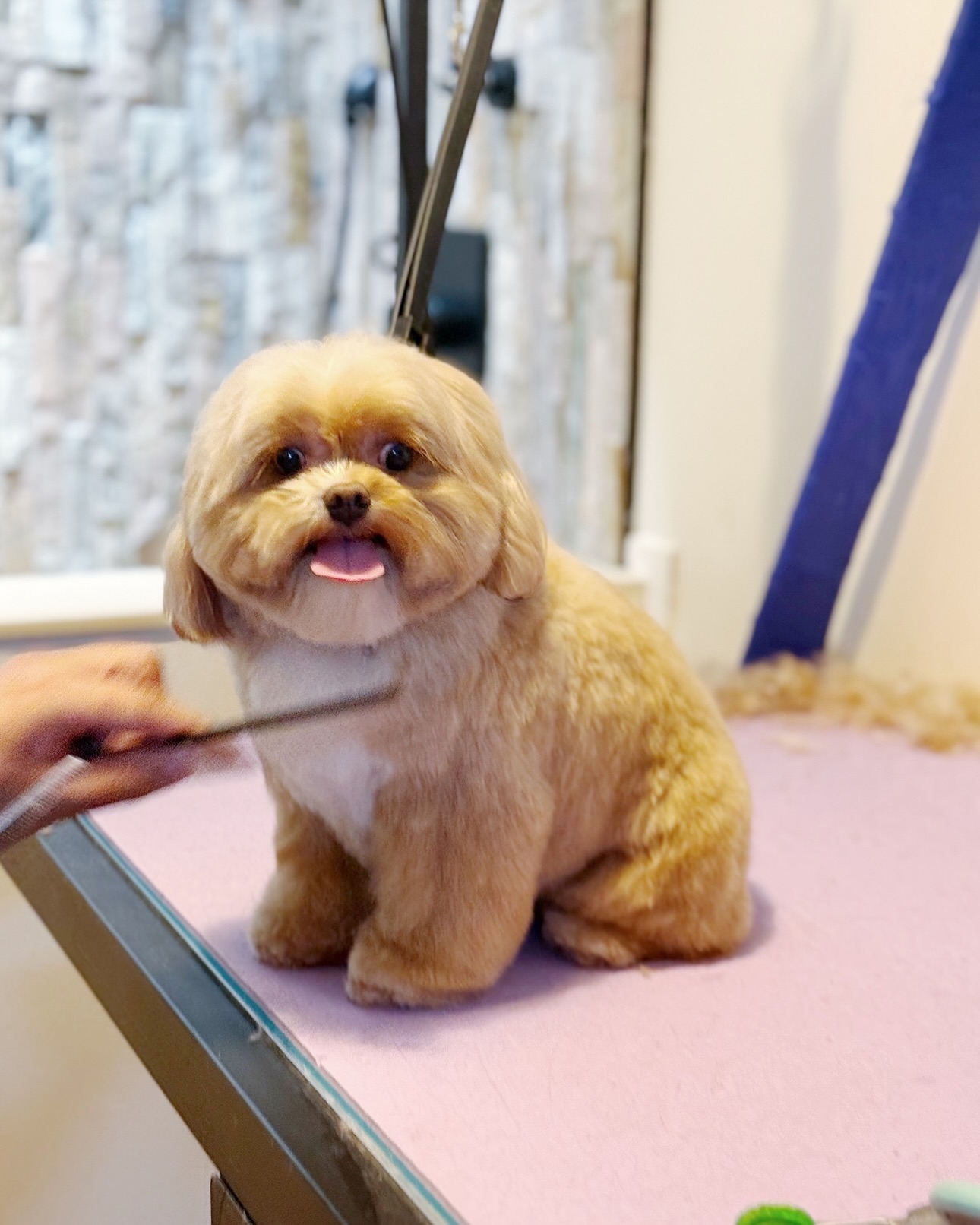Treated Groom Spa Facebook ad: Reinventing The Art of Dog Grooming ~ Your…
