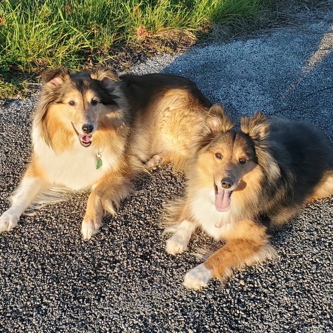 Heather Mayo Dog Training LLC Facebook ad