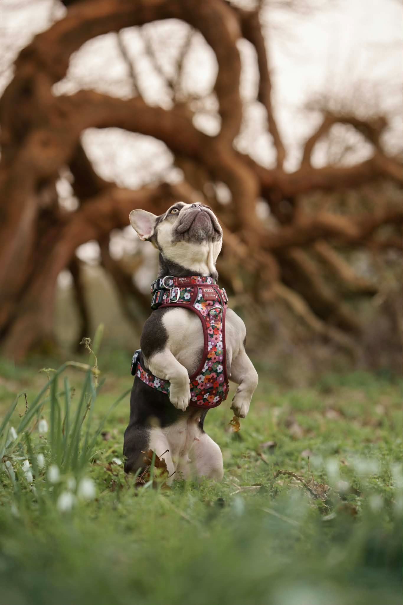 Dizzy Dog Collars Facebook ad
