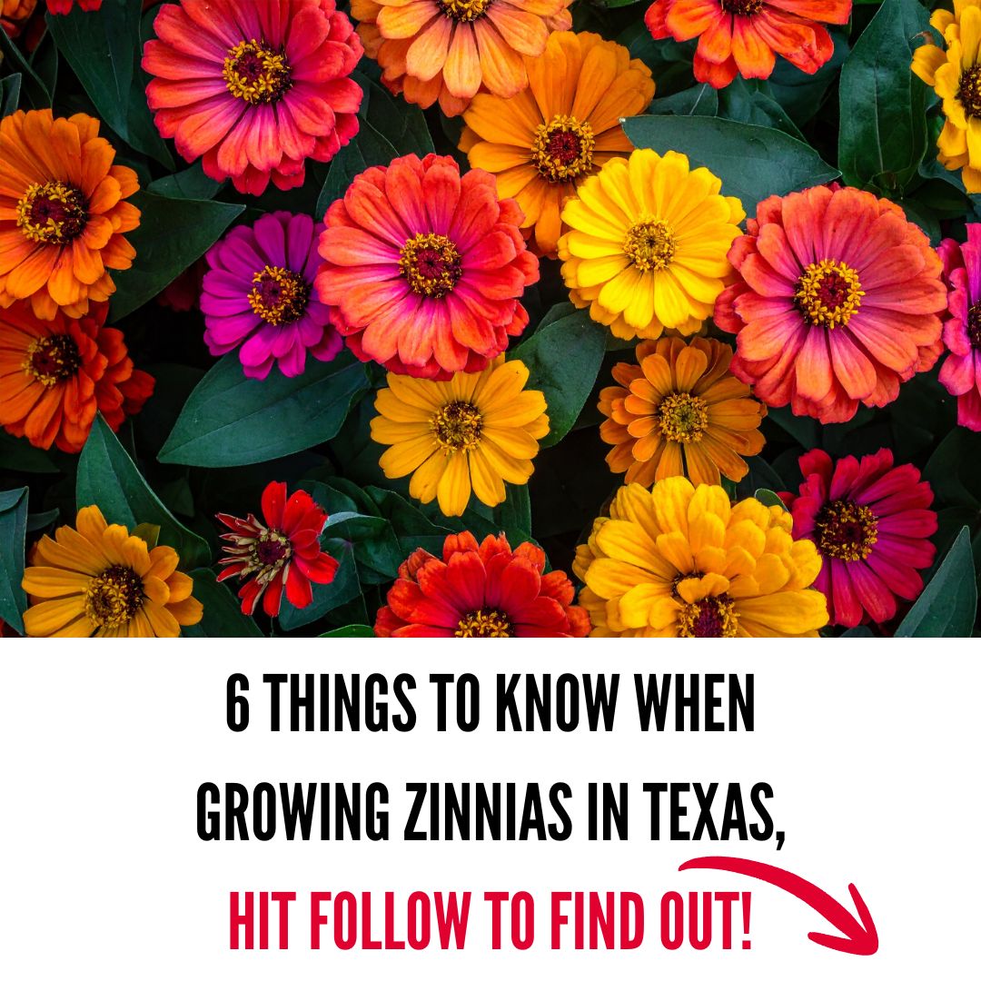Texas Gardener Facebook ad from Mar 23, 2026
