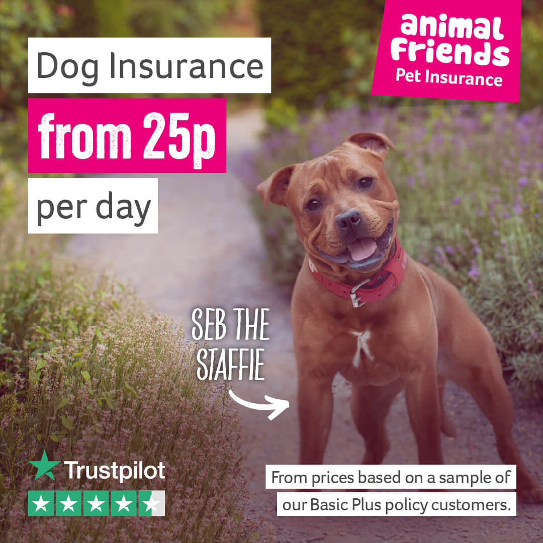 Animal Friends Pet Insurance Facebook ad
