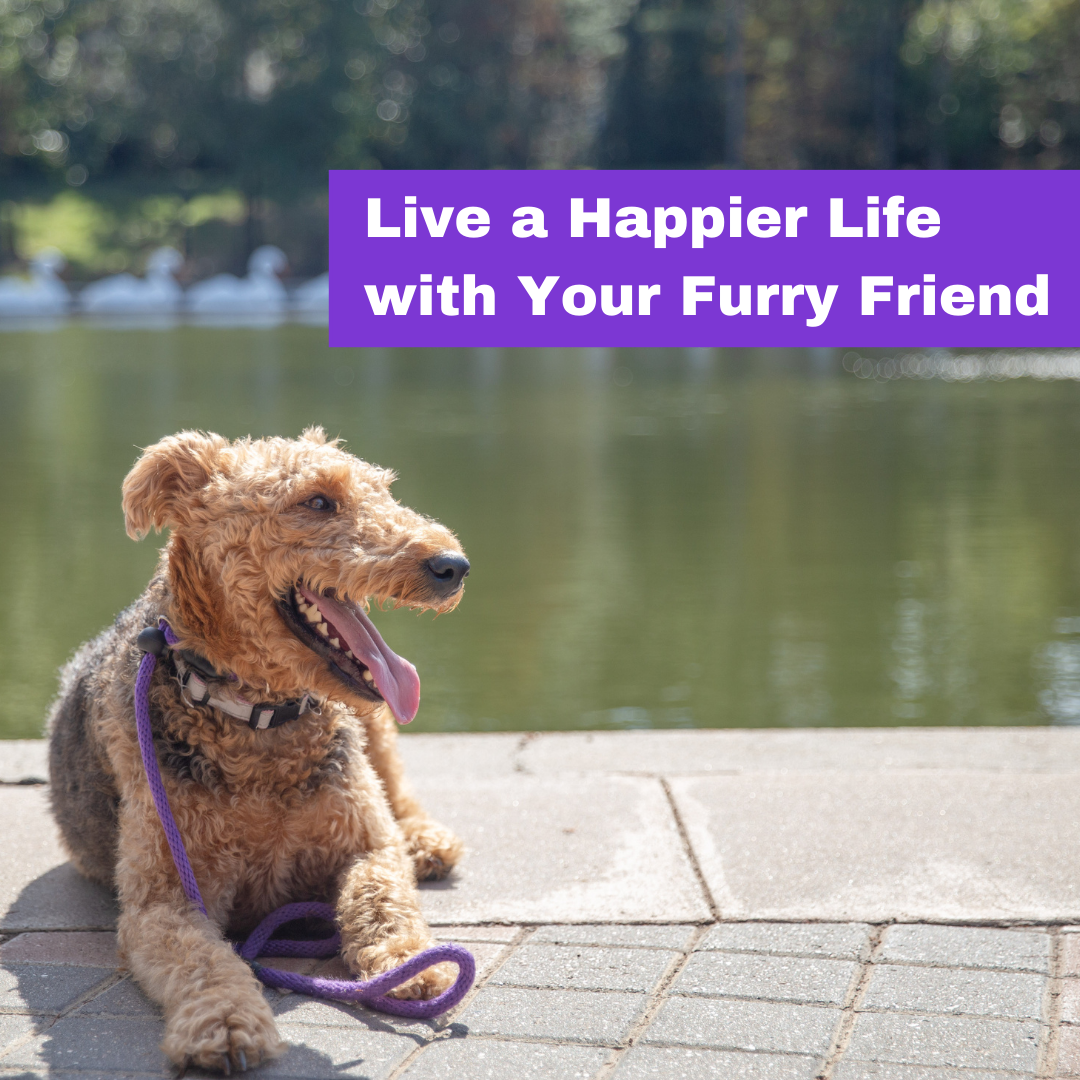 The Dog Wizard Facebook ad