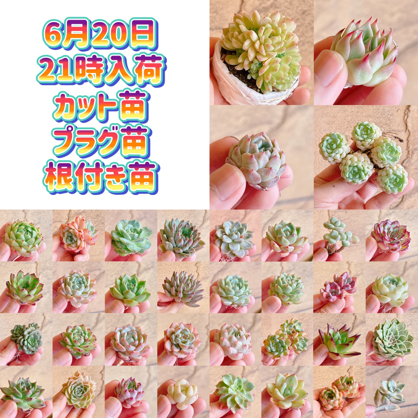 bull_succulent Facebook ad: 6月20日(土)21時、入荷苗のご紹介