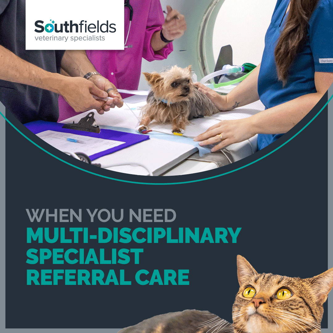 Southfields Veterinary Specialists Facebook ad