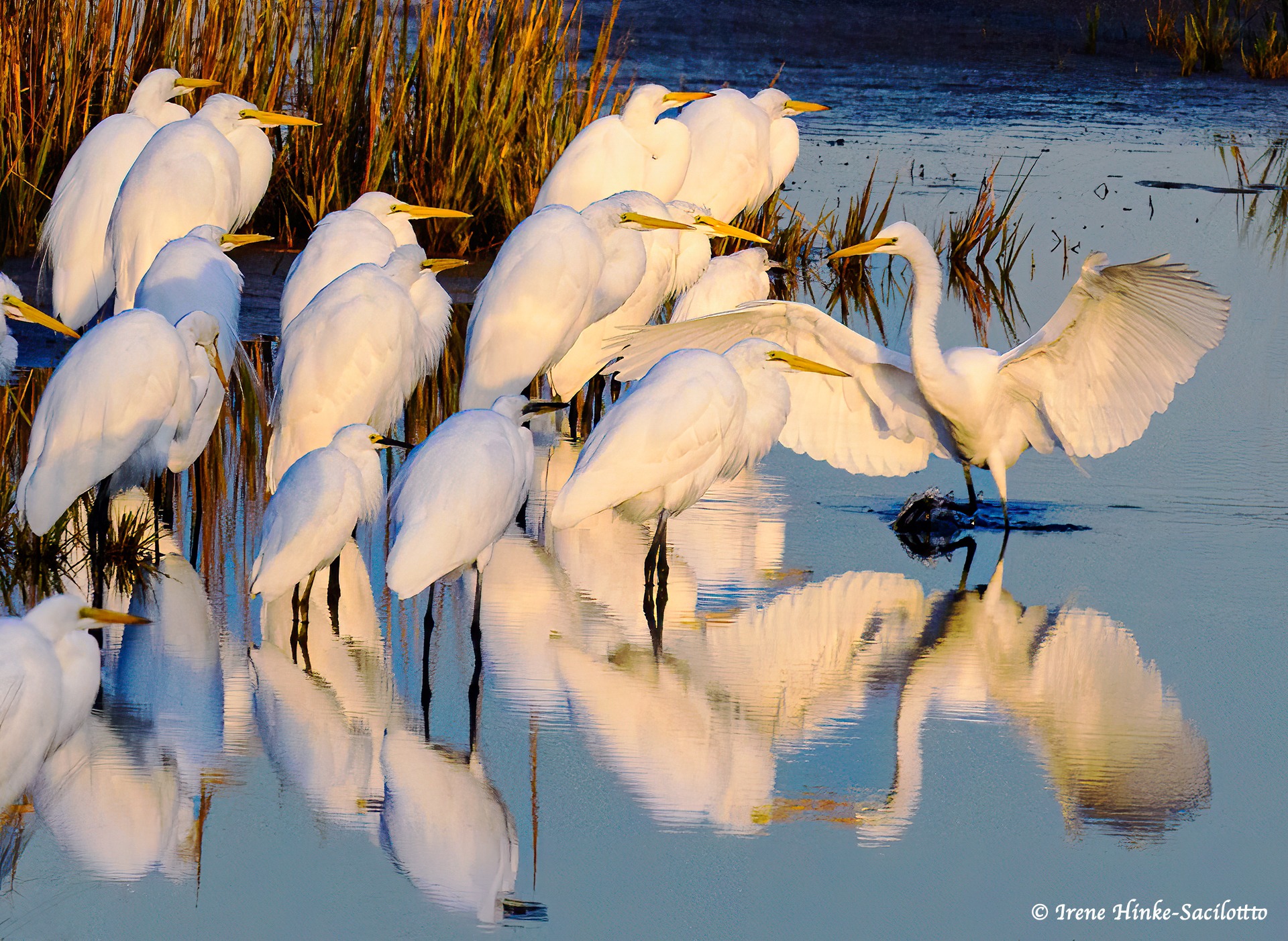 Osprey Photo Workshops & Tours Facebook ad: Golden light and graceful Herons.
