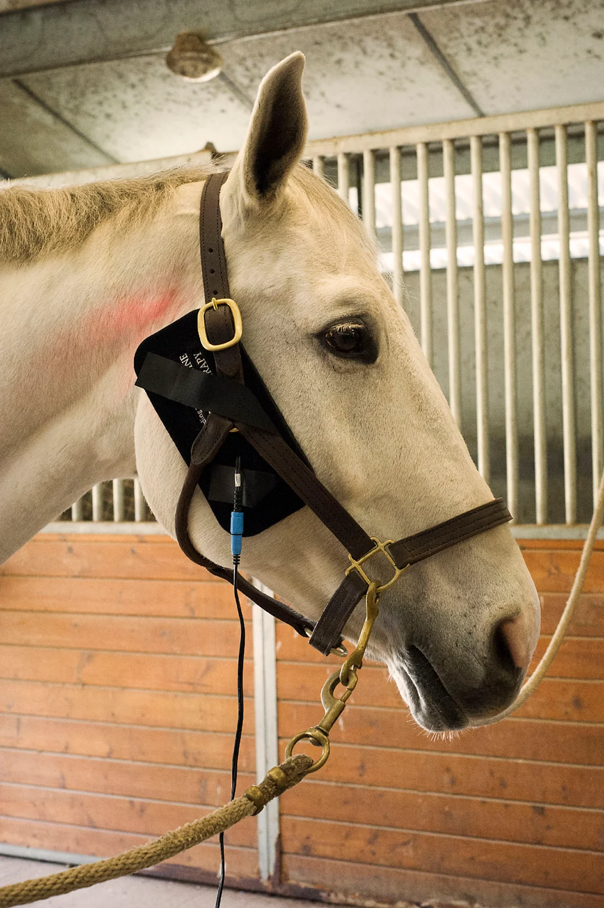 According to "Gospel"...Equine Light Therapy Facebook ad