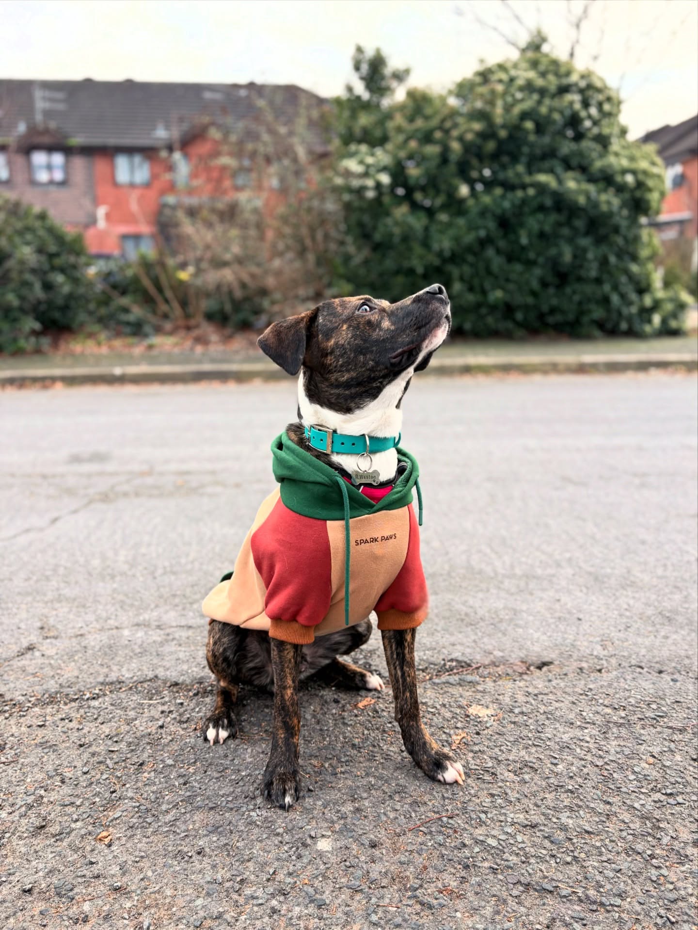 Spark Paws Facebook ad