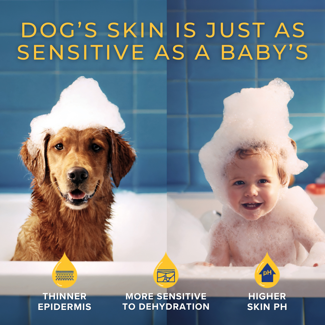Your Dog Facebook ad from Jul 2, 2026