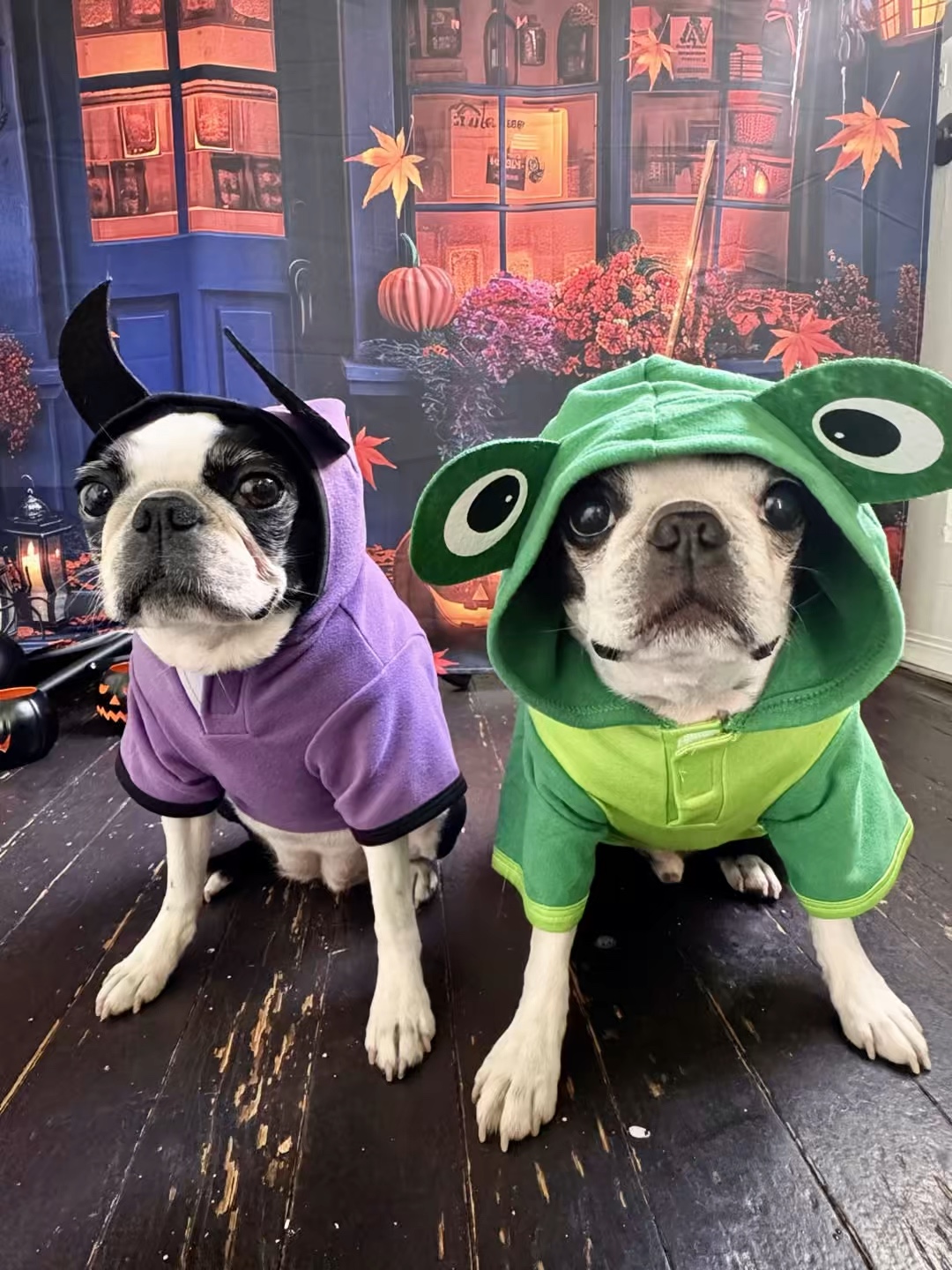 Feeders Pet Supply Facebook ad: Howl-O-Ween Costumes for your Furry Friends