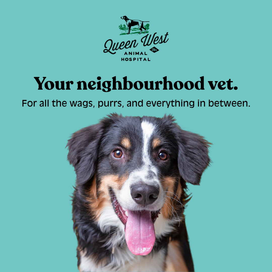 Queen West Animal Hospital Facebook ad: Life gets busy.