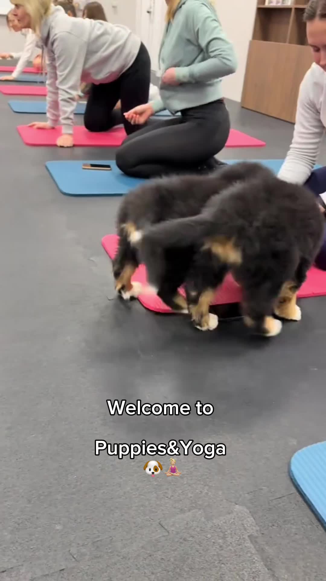 Puppies & Yoga San Francisco Facebook ad: Book your class now!