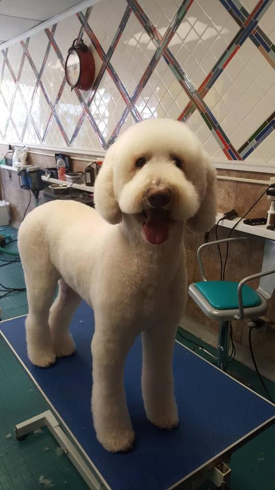 Flo's Happy Clipper Dog Grooming NJ Facebook ad: Dog grooming shop located in Eatontown NJ.