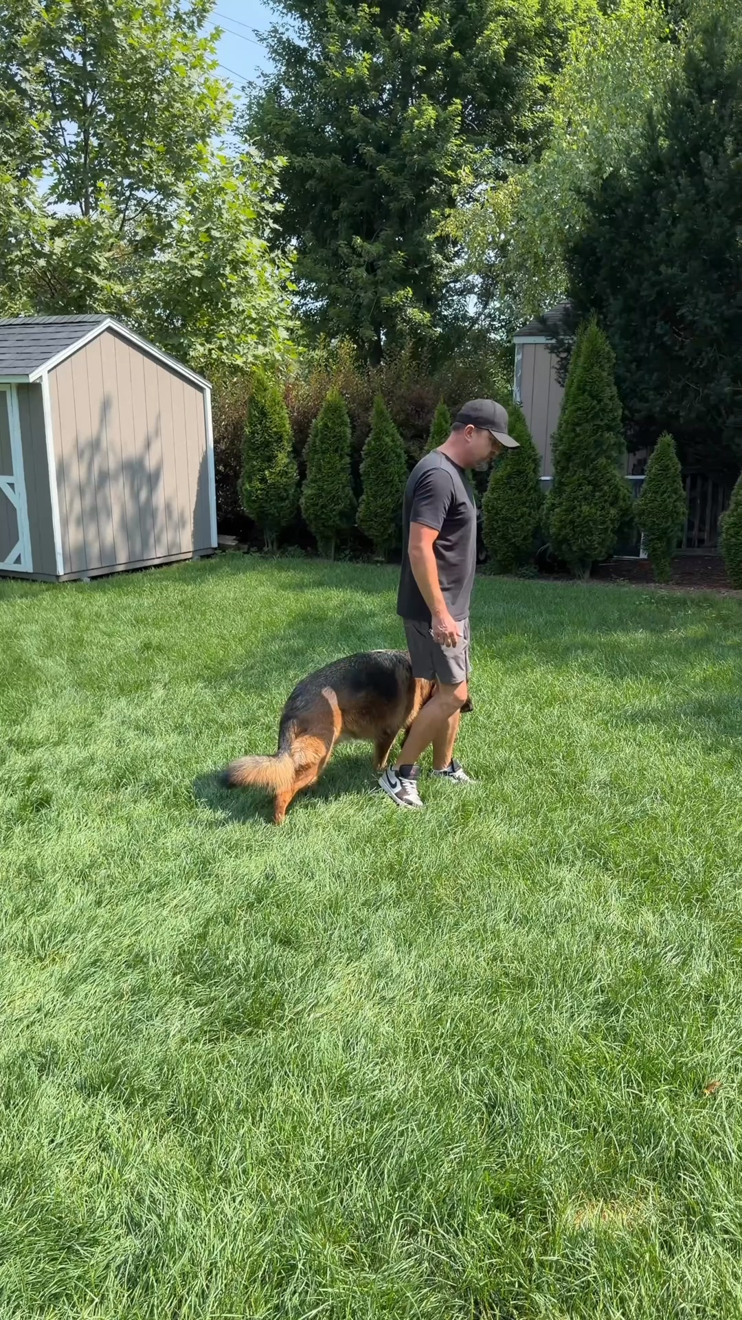 The Farmer's Dog Facebook ad: Get 50% off your first box