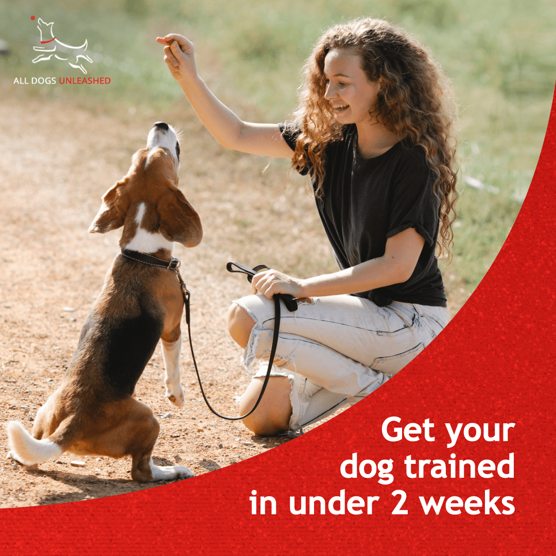 All Dogs Unleashed Facebook ad