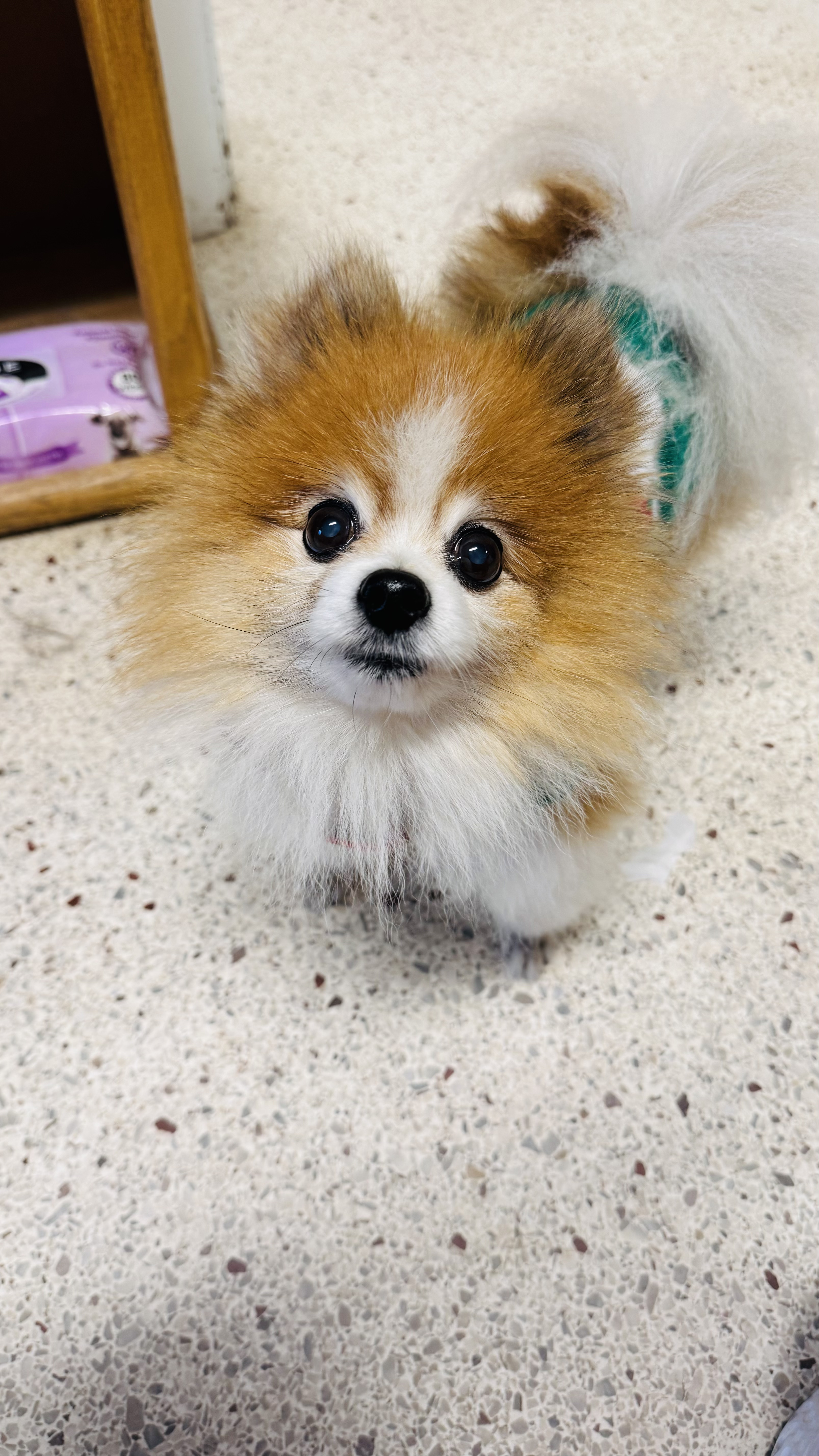 Gull Point Animal Hospital Facebook ad: At Gull Point Animal Hospital, we are dedicated…