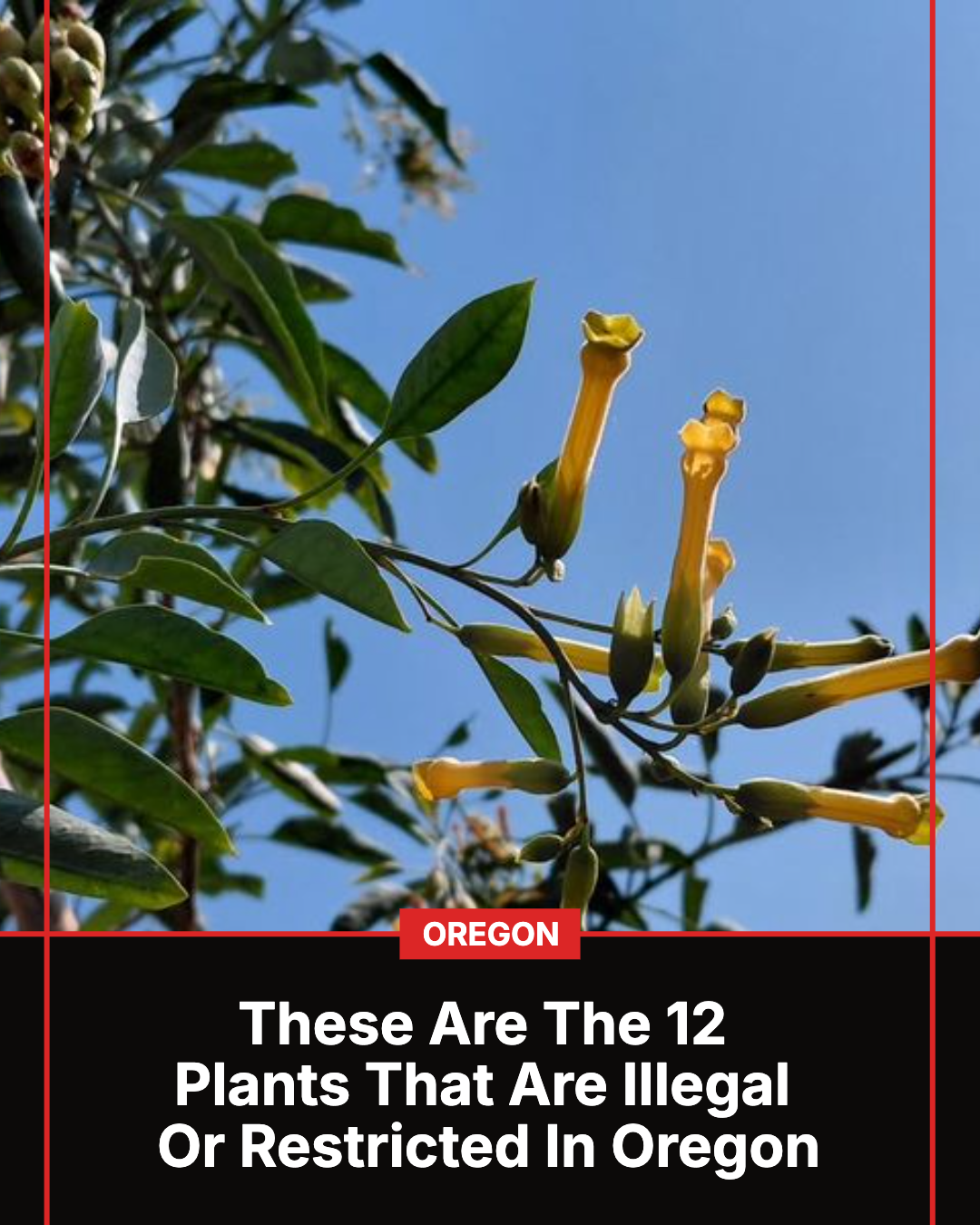Oregon Gardener Facebook ad: 12 Plants That Are Illegal Or Restricted In Oregon